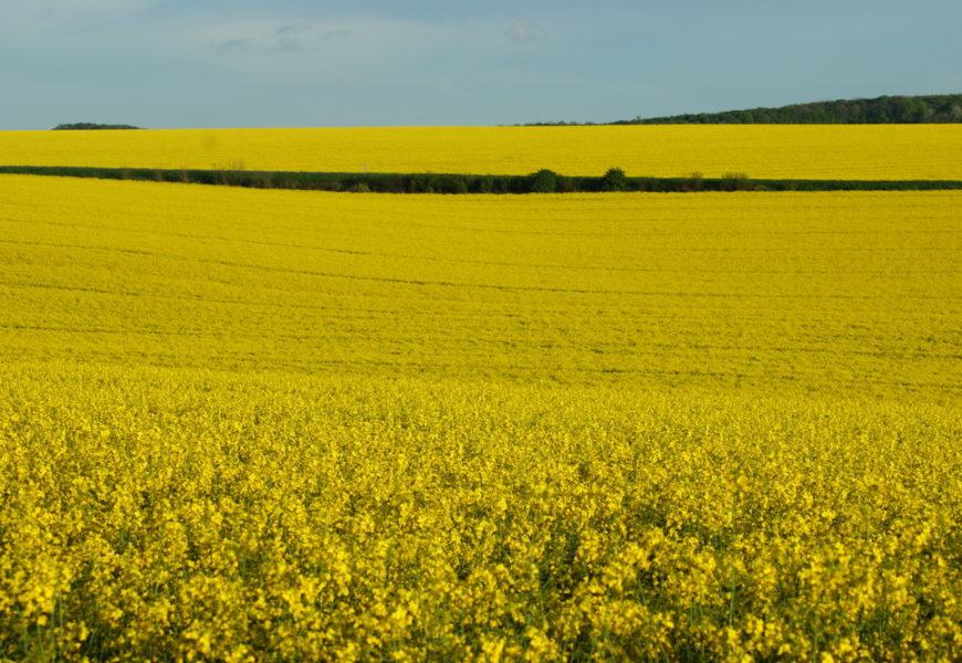 La filière colza en campagne