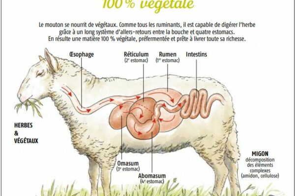 L’entreprise basée à Ribiers dans les Hautes-Alpes est connue pour ses engrais organiques à base de fumier de mouton composté La Marne Viticole