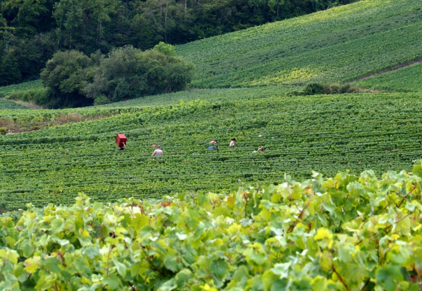 Champagne et environnement : le vignoble en pointe pour la certication