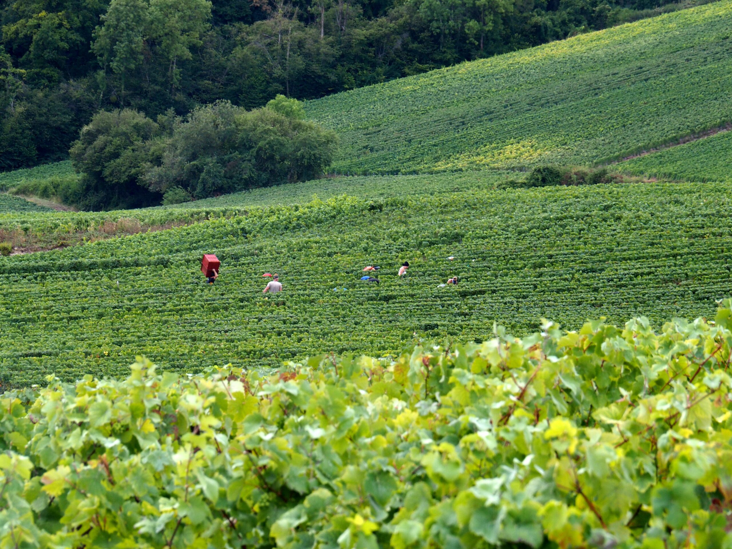 En Champagne, vignes enherbée et travail sous le rang sont un atout pour la certification. Reims Marne La Marne Viticole