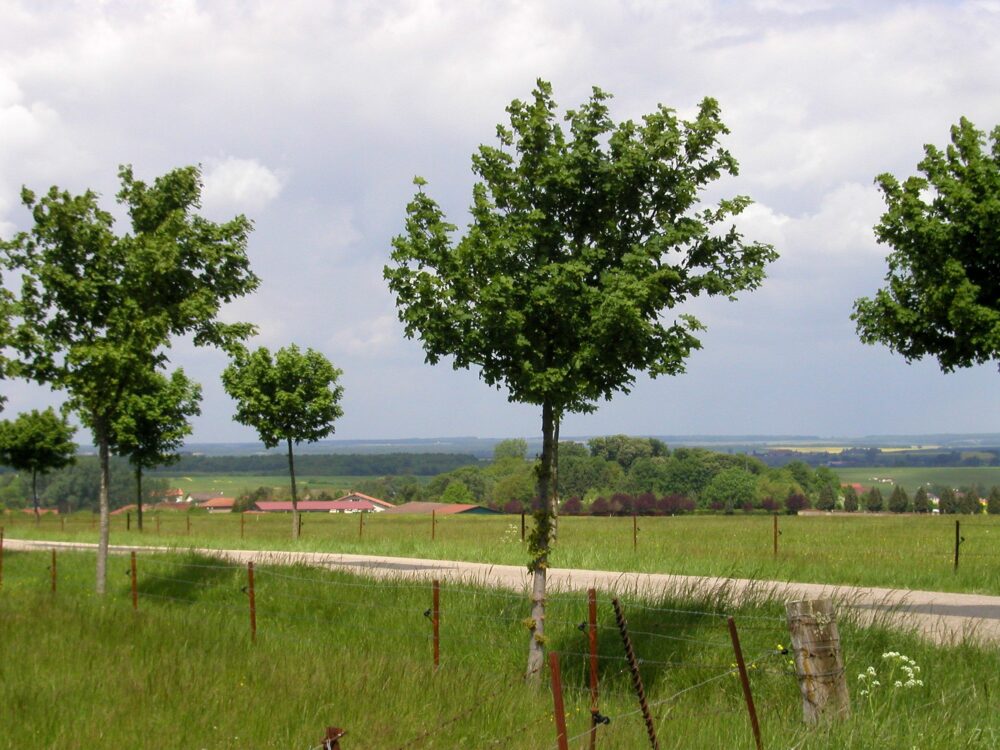 Pour éviter tout conflit avec son voisin, mieux vaut planter ses arbres en respectant le recul imposé par le Code civil. Reims La Marne Agricole