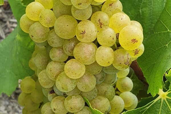 Champagne : vendanges 2022,  de beaux raisins, des bons volumes
