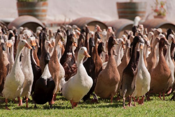 Influenza aviaire : zone réglementée autour du Lac du Der