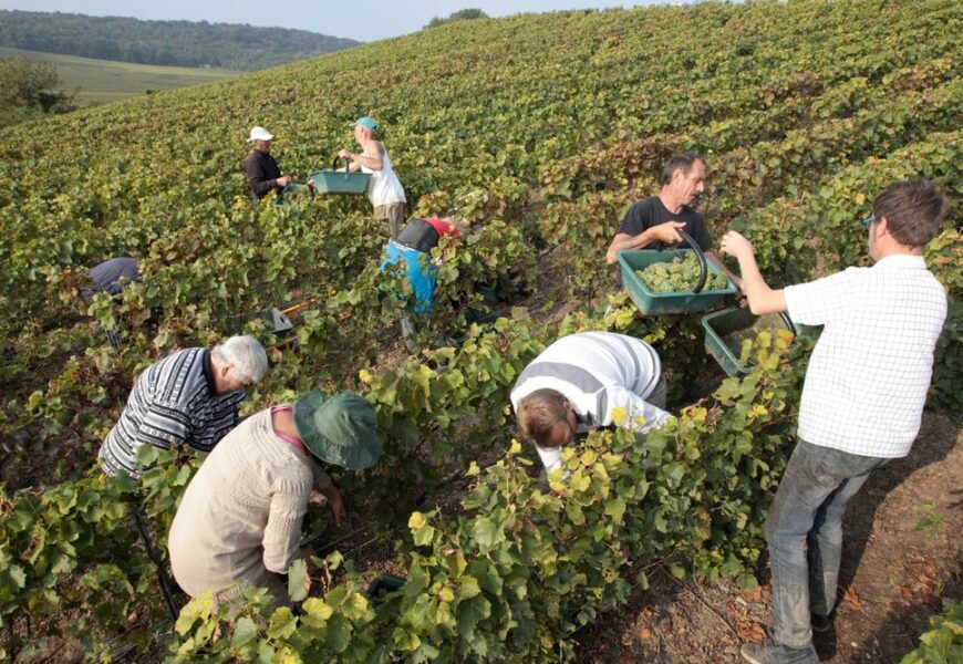 Rendement champagne : vers un atterrissage en douceur