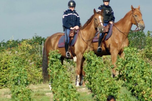 Champagne : vendange sécurisée par la gendarmerie