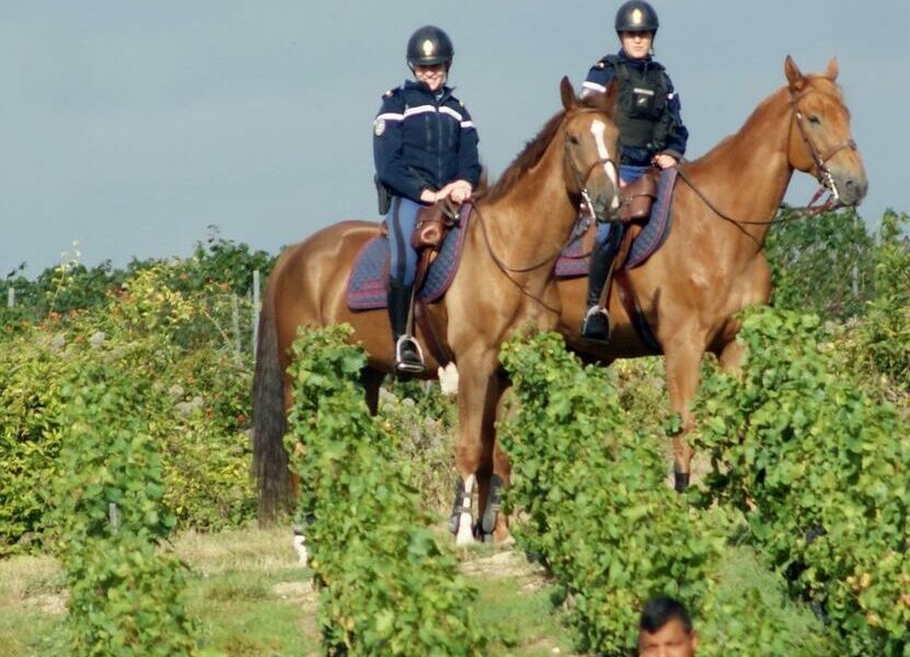 Champagne : vendange sécurisée par la gendarmerie