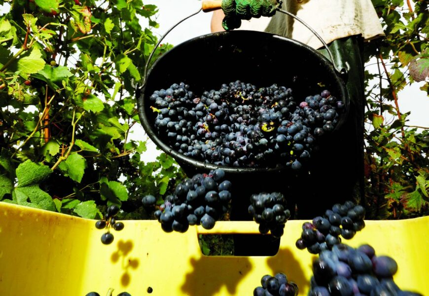 Vin : la France peine à exporter