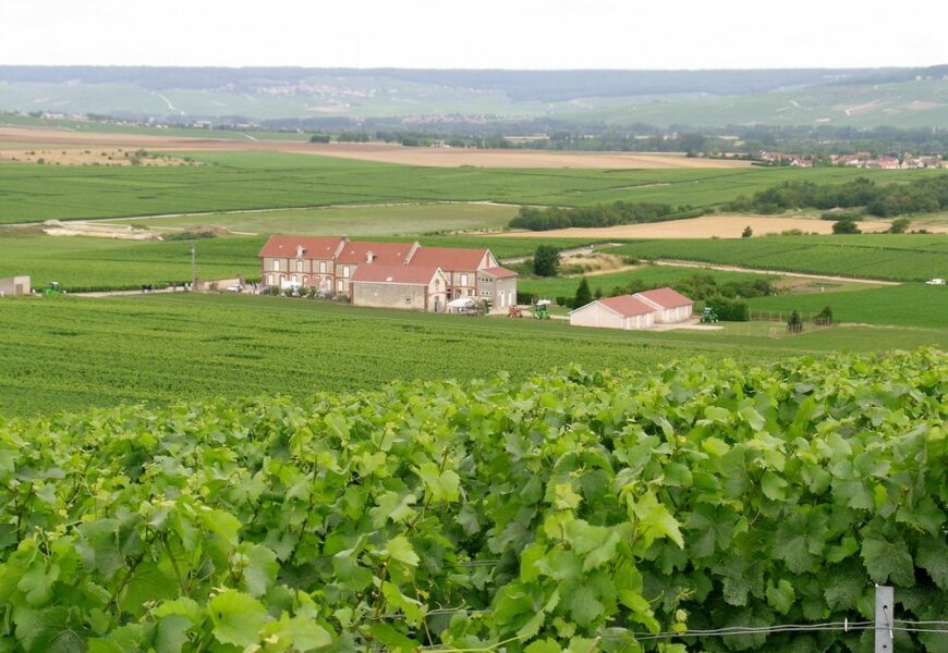 Champagne : le prix des vignes à la hausse en 2023