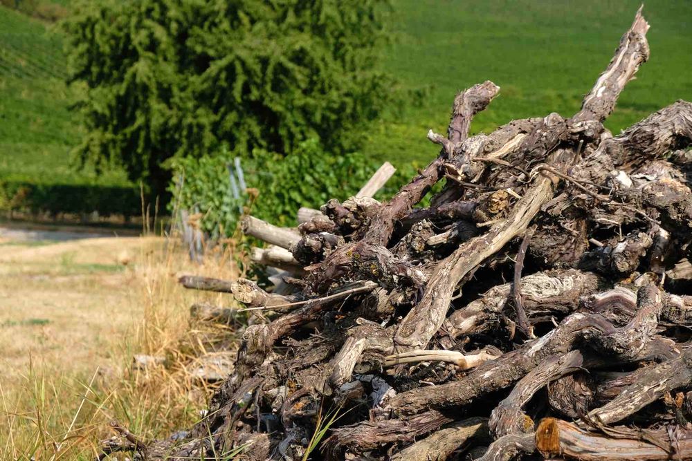 Reims La Marne Viticole Viticulture : l’arrachage ne fait pas recette FranceAgrimer a dévoilé les résultats du sondage qu’il avait entrepris au mois de mai dernier et pour lequel les viticulteurs avaient jusqu’au 12 juin pour répondre. Selon les premières données, il semble que l’arrachage ne recueille pas l’assentiment général.