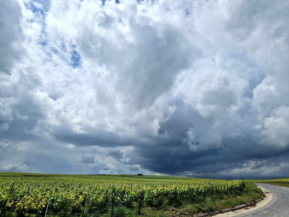 Reims La Marne Viticole Aïe ! Compliquées ces vendanges 2024. Des caprices irrévérencieux de la météo à la qualité et à la quantité des raisins sur certaines parcelles, rien ne s’annonce de façon optimale. Il va pourtant falloir en tirer le meilleur… Champagne : vendanges difficiles, quid de la vinification ?