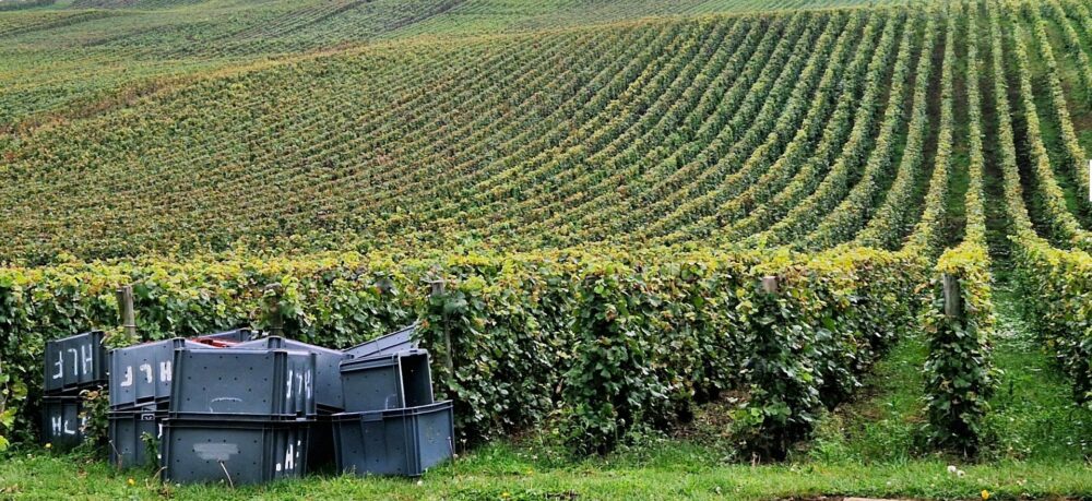 Reims La Marne Viticole Champagne raisins de la vendange Peu… mais bons ! On savait que les raisins allaient manquer dans les vignes mais on n’imaginait pas qu’ils donnent des jus de qualité aussi excellente. Pendant toute cette campagne 2024, la météo n’a pas été du côté des vignerons, heureusement elle le fut les dernières semaines avant et pendant les vendanges.