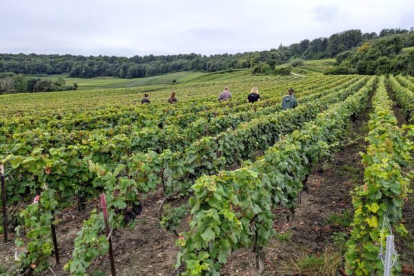 Champagne : le combat ne faiblit pas contre la flavescence