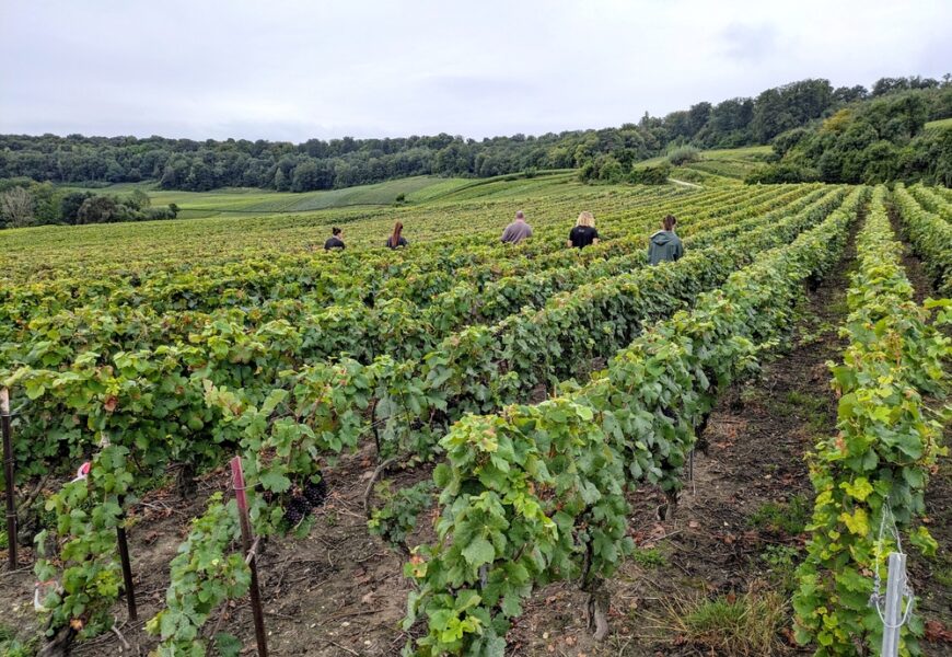 Champagne : le combat ne faiblit pas contre la flavescence