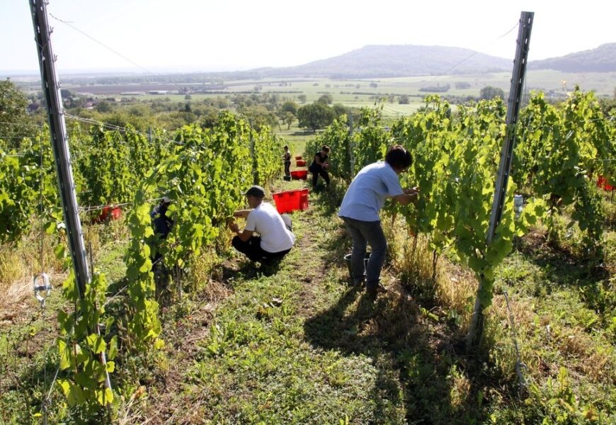 Les mousseux lorrains tiennent leur appellation