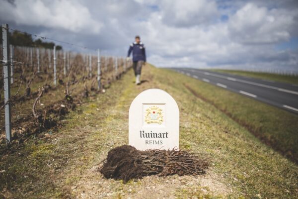 Vitiforesterie : l’action à grande échelle de la Maison Ruinart dans la Marne