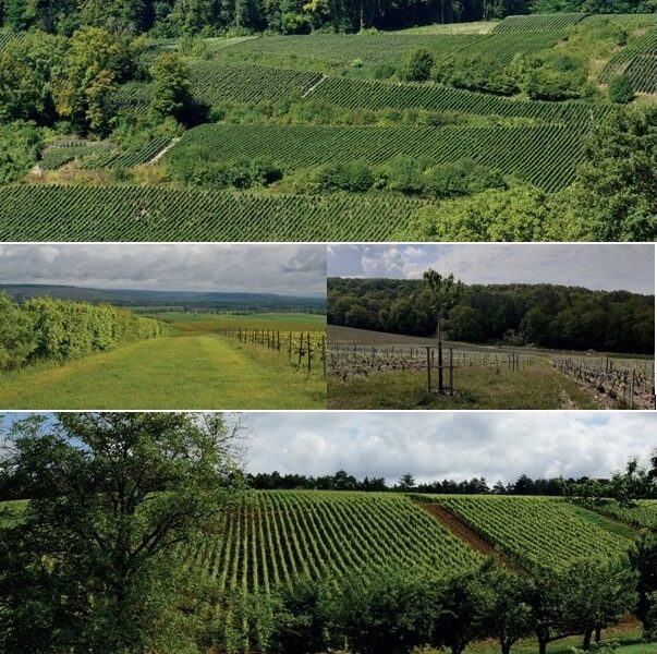 Marne : le vignoble engagé dans la biodiversité