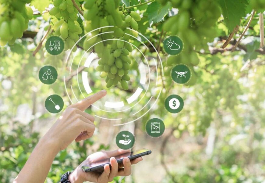 IA : des avancées en viticulture