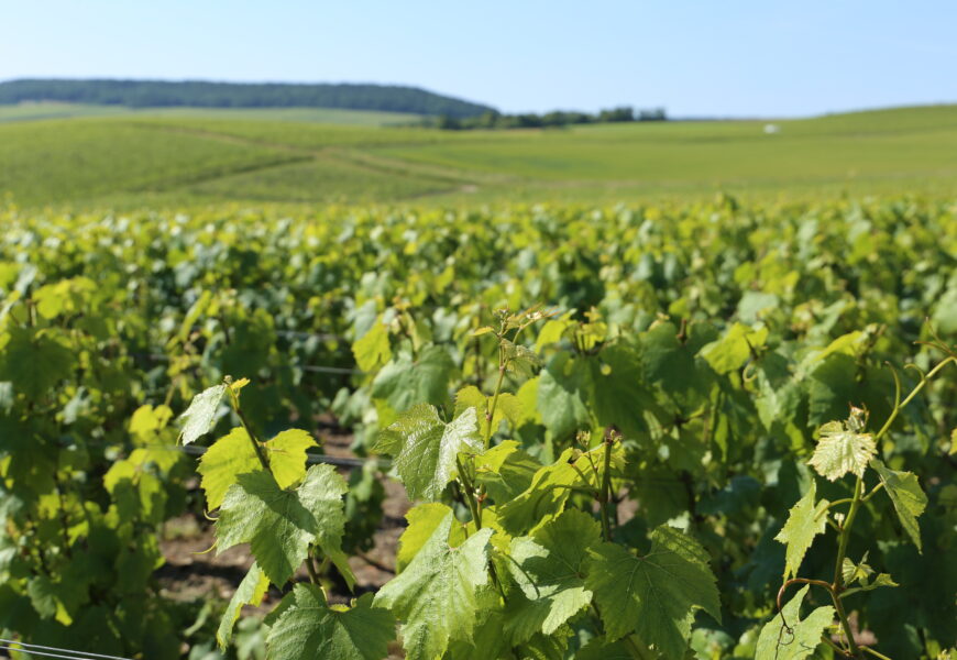 Foncier : prix en hausse en Champagne