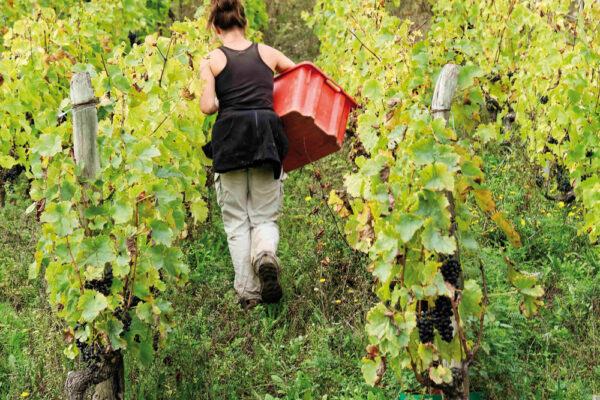La femme est l’avenir du vin La femme est l’avenir du vin