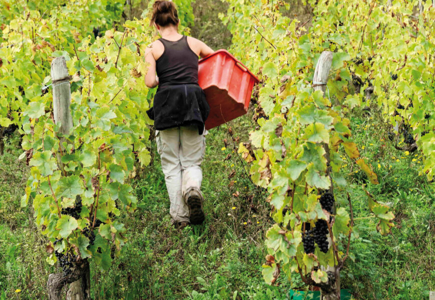 La femme est l’avenir du vin