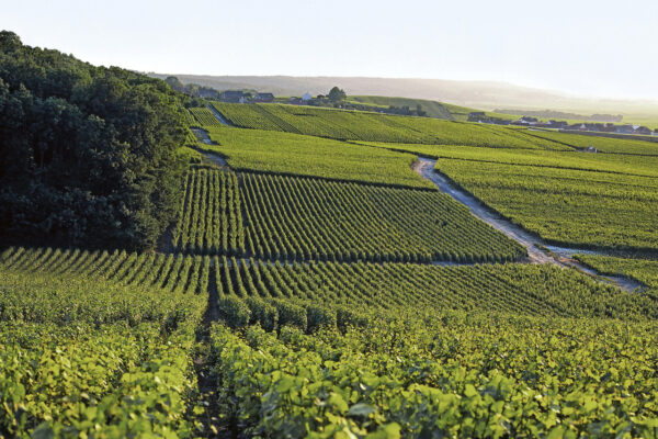 GFA Vignobles de Craie : un atout pour la Champagne