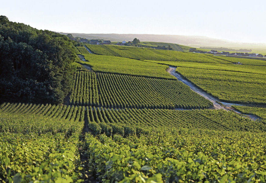GFA Vignobles de Craie : un atout pour la Champagne