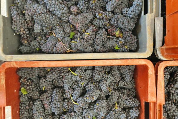 Champagne : vendanges 2025, de grands vins à venir…