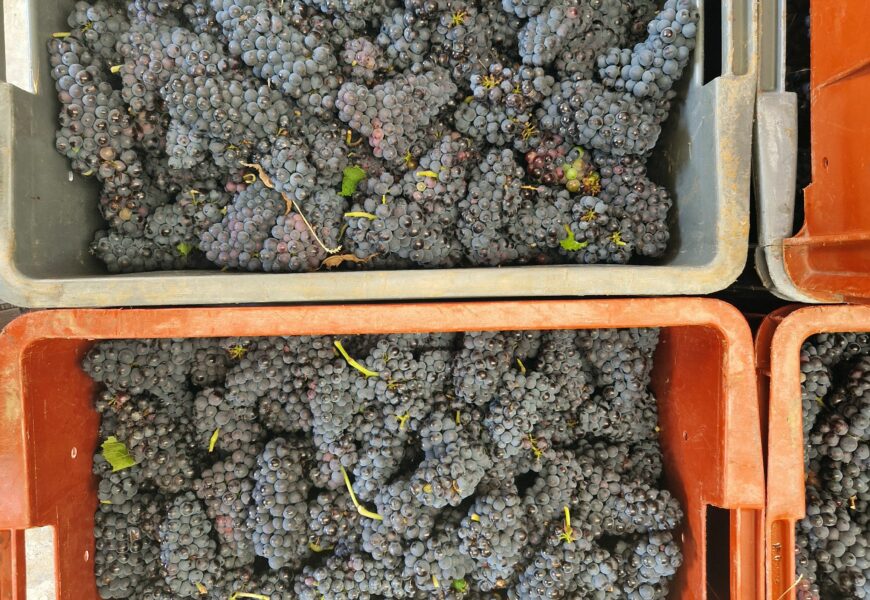 Champagne : vendanges 2025, de grands vins à venir…