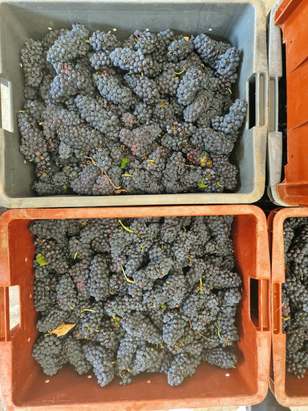 Reims La Marne Viticole Champagne Vendanges 2025, de grands vins à venir… On peut toujours se tromper, mais avec une maturité aussi aboutie et un état sanitaire sans faille, ce millésime 25 devrait nous offrir de grands vins de base dans quelques mois.