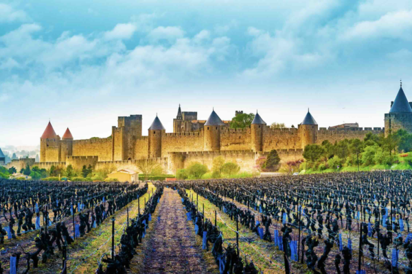 Viticulture : un plan de sauvegarde pour la filière française