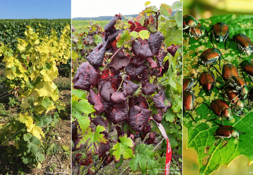 Chouilly : court noué, flavescence dorée, maladies et ravageurs émergents : quels moyens d’action ? Chouilly : court noué, flavescence dorée, maladies et ravageurs émergents : quels moyens d’action ?