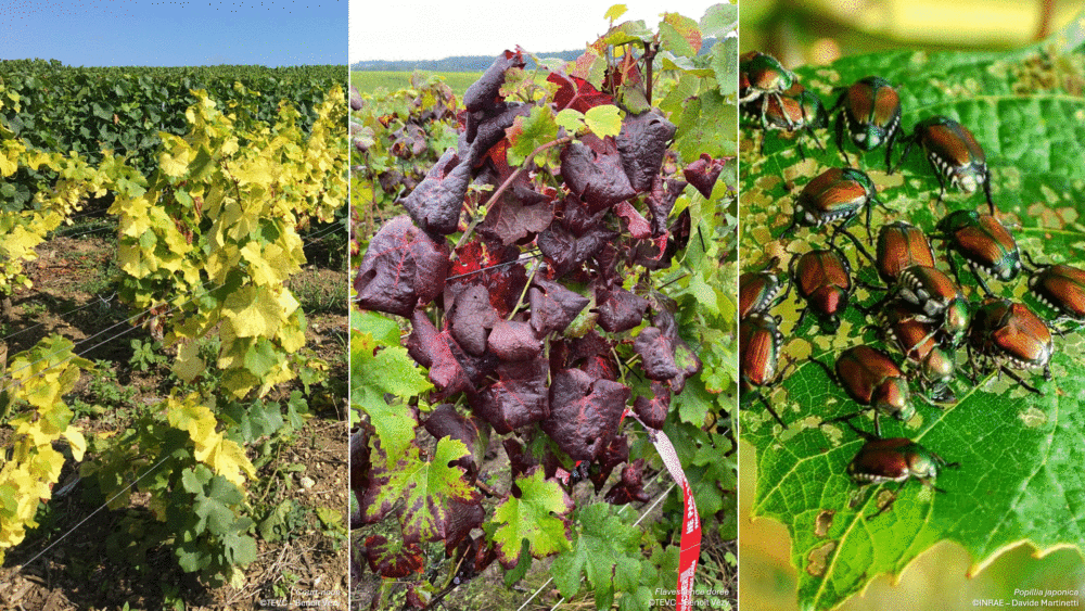 Reims La Marne Viticole Court noué, flavescence dorée, maladies et ravageurs : quels moyens d’action ? Terroirs & Vignerons de Champagne organise sa prochaine journée Vignoble & Qualités, jeudi 12 mars, de 9 heures à 12 h 30 à Chouilly.