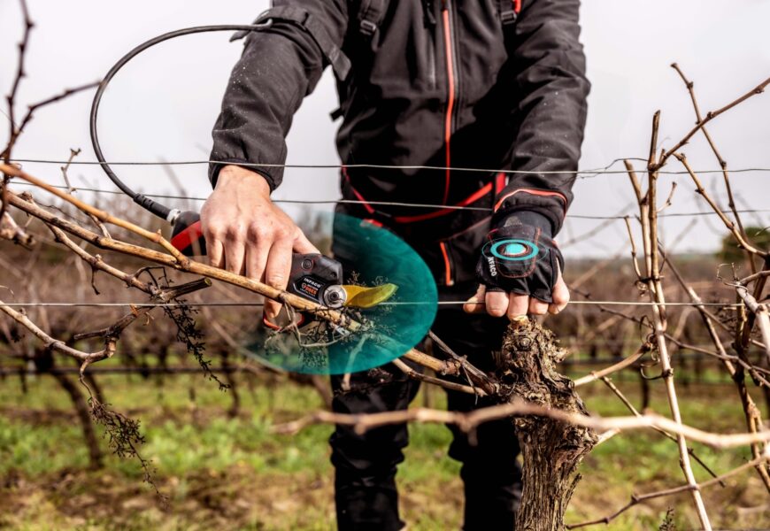 Marne : sécateurs, le “low cost” est-il devenu le luxe des imprudents ?