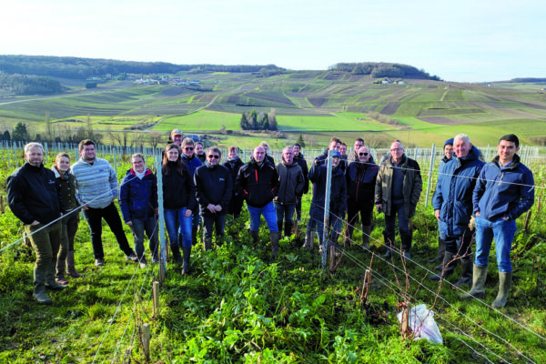 Marne : les spécificités et atouts de la taille en pieds montés Marne : les spécificités et atouts de la taille en pieds montés