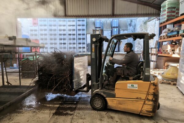 Rilly-la-Montagne : les pépiniéristes se font rares