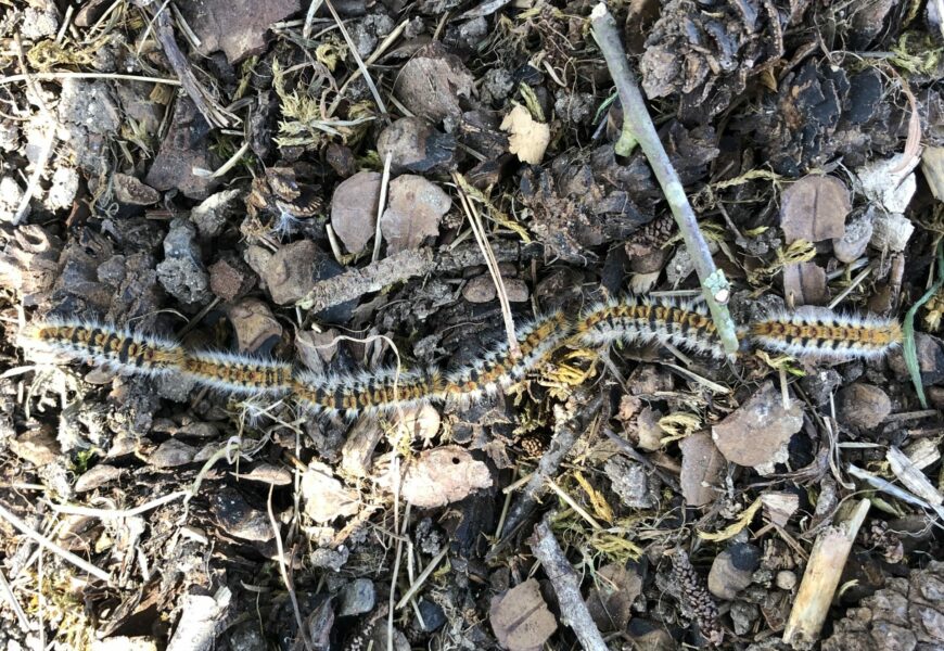 Les chenilles processionnaires du pin sont de sortie