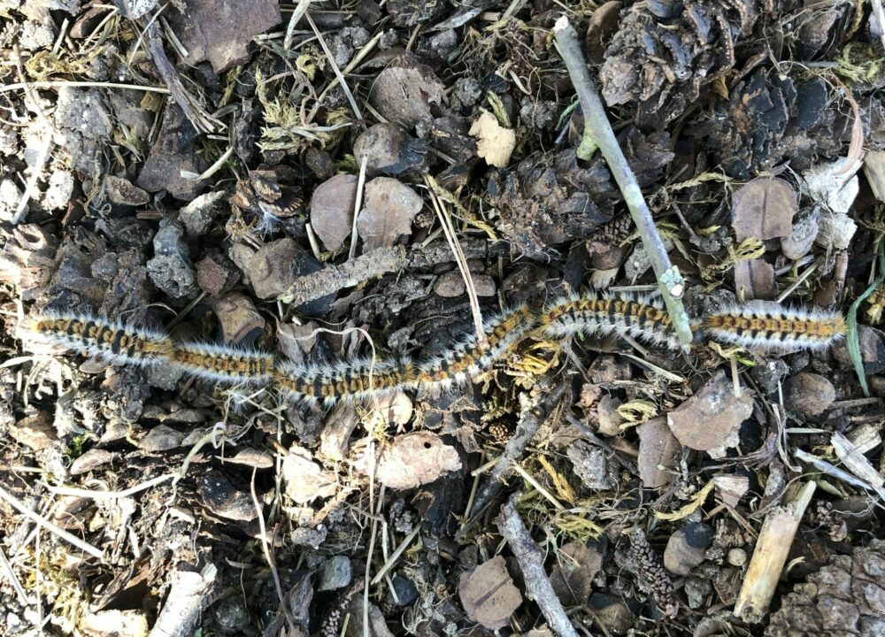 Reims La Marne Viticole Les chenilles processionnaires du pin sont de sortie Les chenilles processionnaires refont surface et se déplacent en longues files indiennes dans les parcs, jardins et forêts. Si leur procession fascine, leur danger est bien réel : leurs poils urticants peuvent provoquer irritations et troubles respiratoires, et sont une menace sérieuse pour les animaux domestiques.