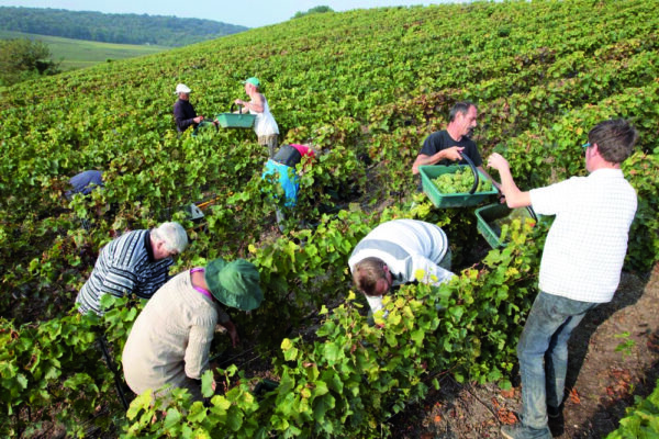 Vendanges 2026 : la Champagne fait front commun pour la sécurité et le bien-être Vendanges 2026 : la Champagne fait front commun pour la sécurité et le bien-être