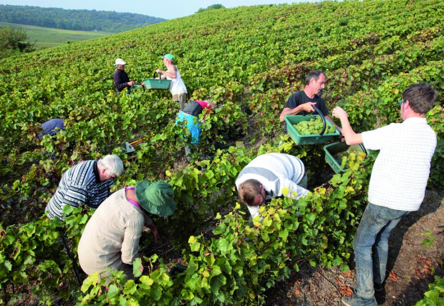 Vendanges 2026 : la Champagne fait front commun pour la sécurité et le bien-être