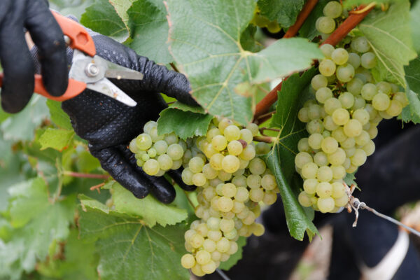 Vendanges en Champagne : la MSA veille au grain Vendanges en Champagne : la MSA veille au grain
