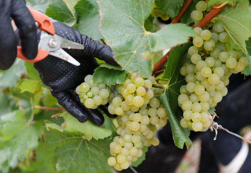 Vendanges en Champagne : la MSA veille au grain Vendanges en Champagne : la MSA veille au grain