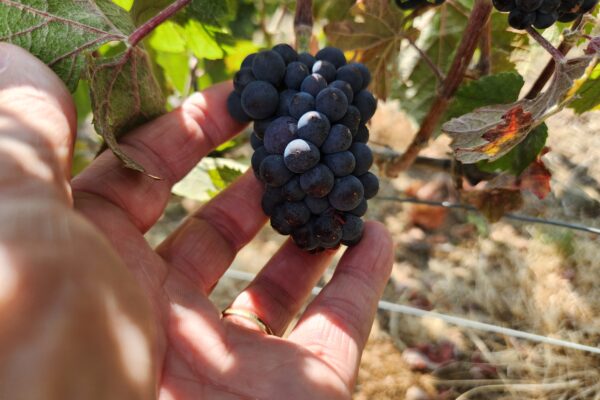 Champagne, vendanges 2026 : une gestion spécifique du pressurage Champagne, vendanges 2026 : une gestion spécifique du pressurage