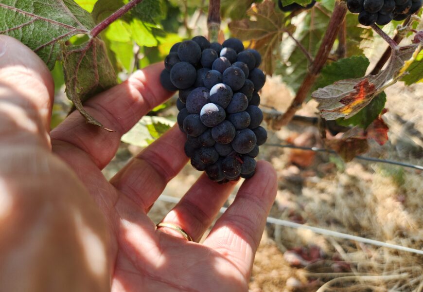 Champagne, vendanges 2026 : une gestion spécifique du pressurage