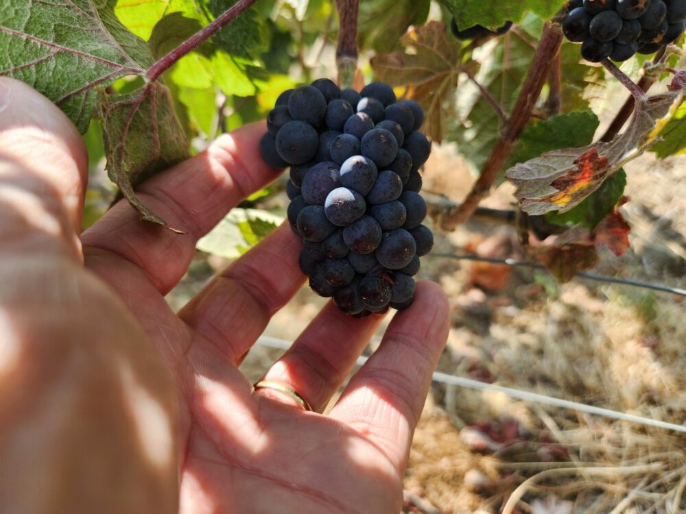 Reims La Marne Viticole Champagne Vendanges 2026 : une gestion spécifique du pressurage On semble battre des records de précocité tous les ans à présent lorsqu’il s’agit d’évoquer le ban des vendanges. Mais là on bat le record d’une très grande longueur puisque le 6 août des raisins étaient récoltés dans l’Aube sur le secteur de Montgueux, soit une semaine d’avance sur le précédent record de 2020. La prochaine fois, les vendanges commenceront-elles en juillet ?