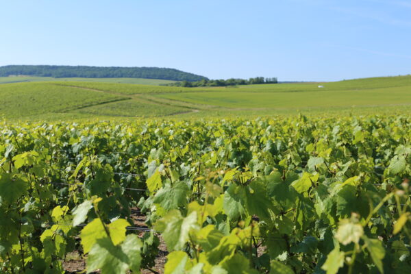 Épernay : coup d’arrêt à la révision de l’aire AOC Champagne
