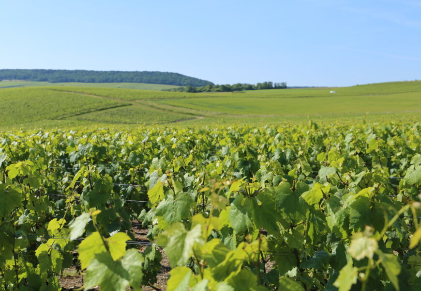 Épernay : coup d’arrêt à la révision de l’aire AOC Champagne Épernay : coup d’arrêt à la révision de l’aire AOC Champagne